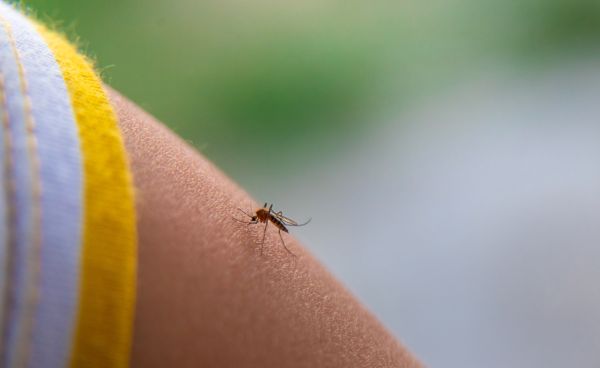 Global Threat Of Dengue Fever