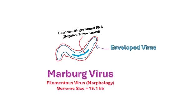 Marburg Virus Outbreak Hits Rwanda, Health Workers Among The Infected